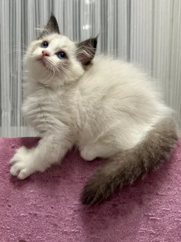Safkan Ragdoll Bebekler