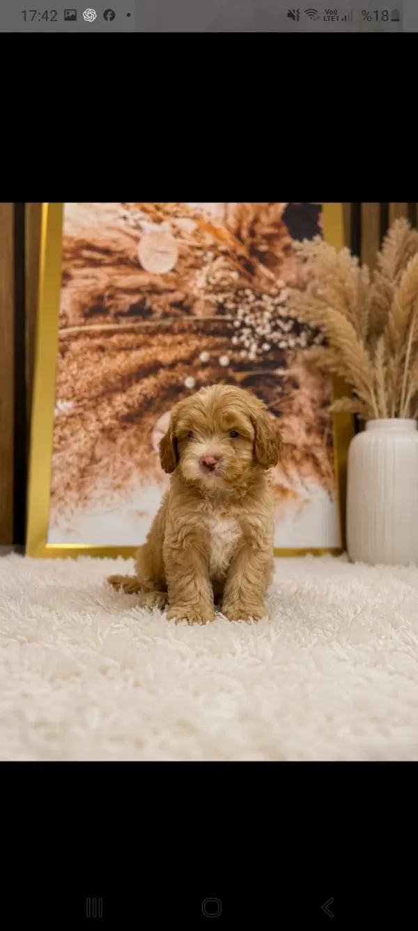 Küçük Poodle Yakişiklimiz