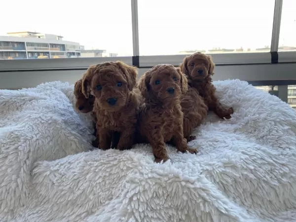 Mükemmel Red Brown Toy Poodle Yavrular