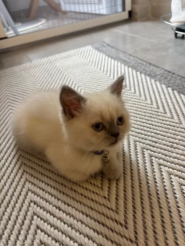 British Shorthair 2 Aylık Dişi Oyuncu Yavru