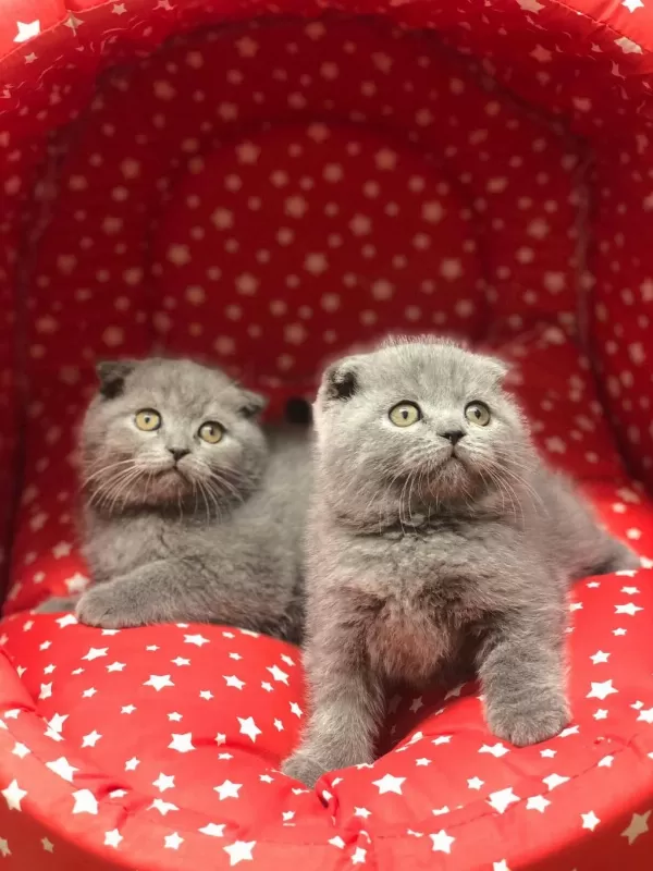 Scottish Fold Yavrularim