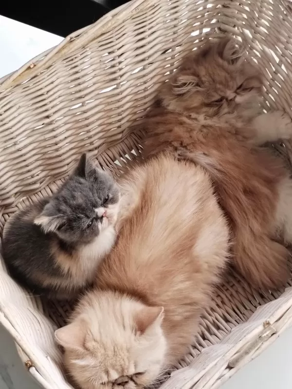 Cfa Kayitli Anne Ve Baba Yavru Kedimiz