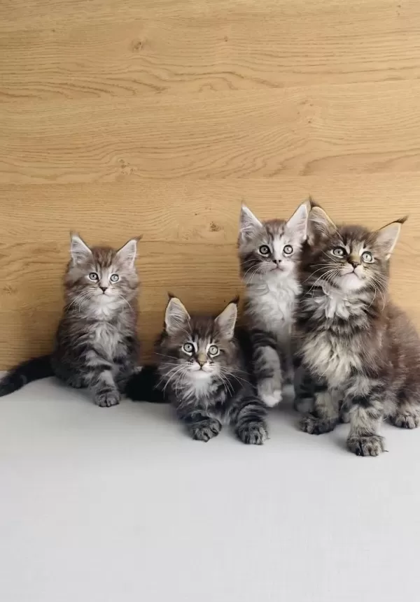 Değerini Bilene Xxl Maine Coon Bebeklerim