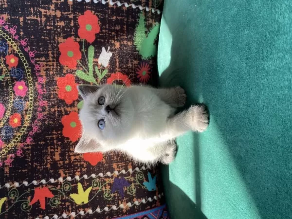 Safkan Blue Point Yavru British Shorthair Kedisi