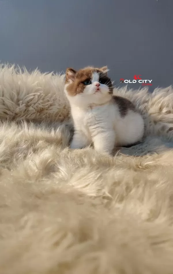 Kralın Dönüşü Safkan British Teddy