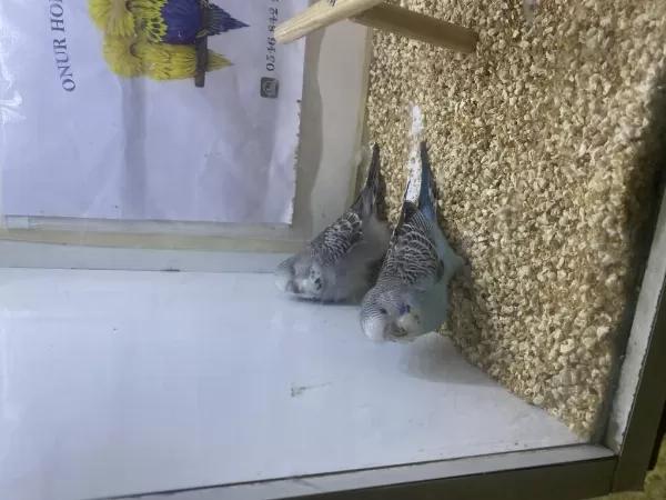 Yeni Yeme Düşmüş Erkek Muhabbet Yavru