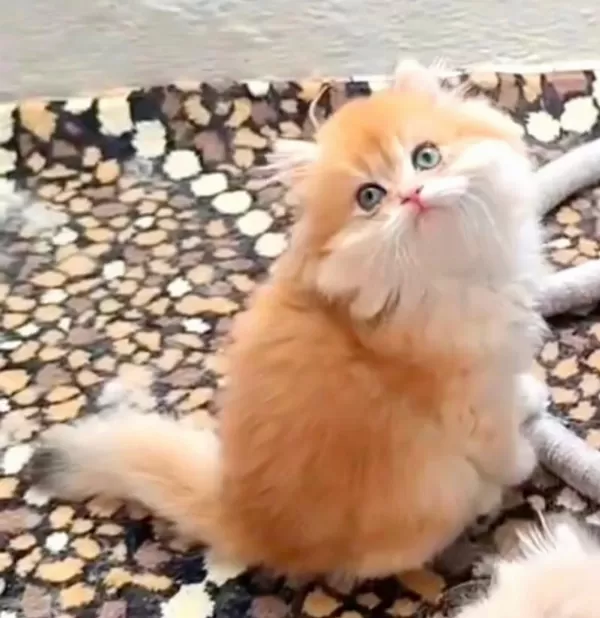 British Longhair Kedisi