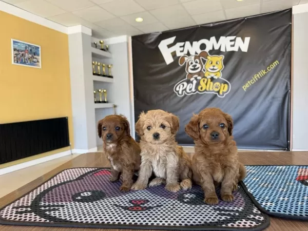 Shoooowwww Maltipoo Yavrular Ankara Mağazamızda