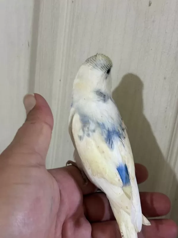 30 Günlük Konuşturmalik Muhabbet Kuşu Bebek
