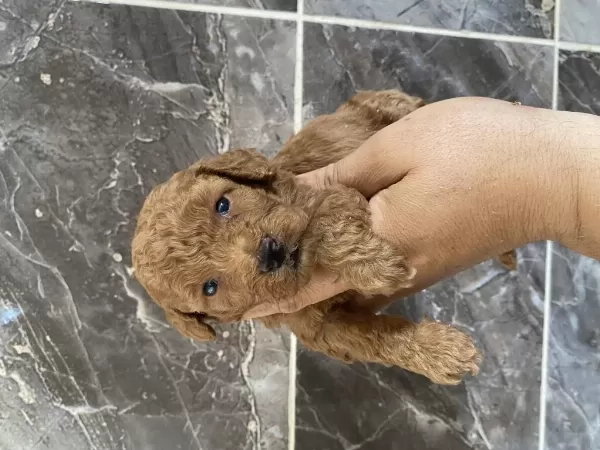 Orjinal Minyatür Toy Poodle Yavrular