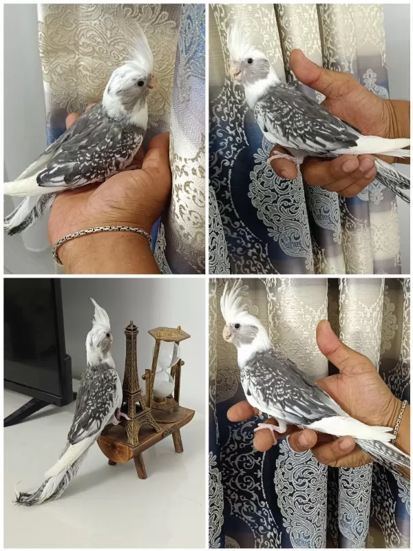 65 Günlük Yavru Ev Üretimi Wf Pearl Ele Alışkın Sultan