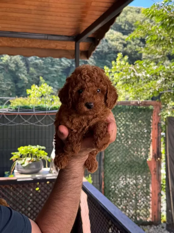 İrk Ve Sağlık Garantili Poodle Yavrular