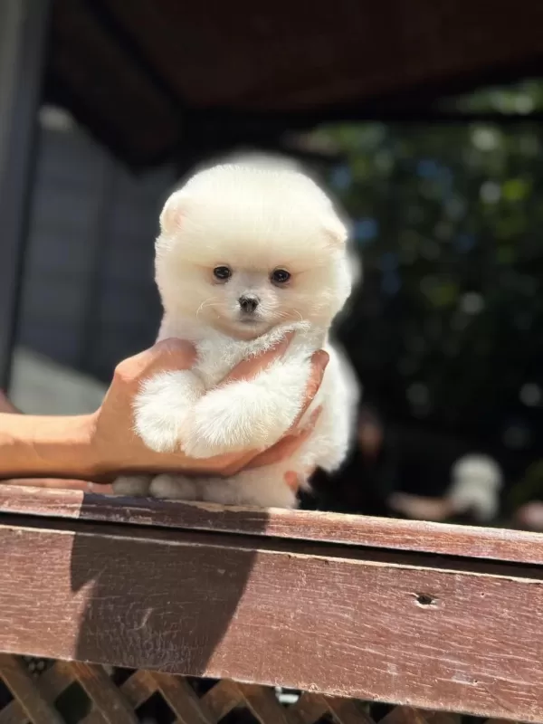 Ayıcık Surat Pomeranian Yavrular