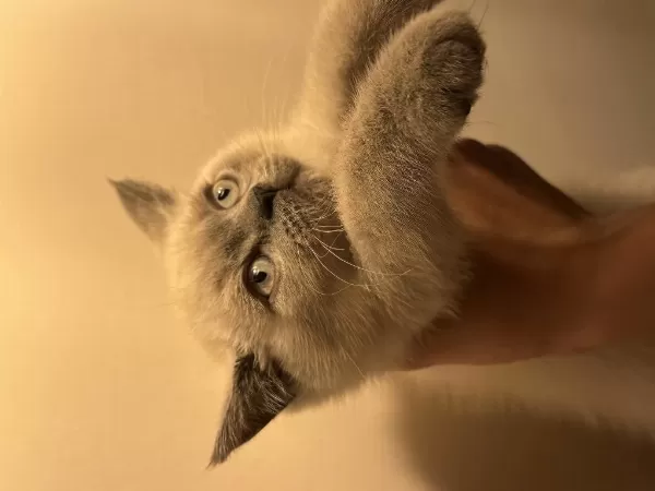Acil Son İki Bebek British Shorthair