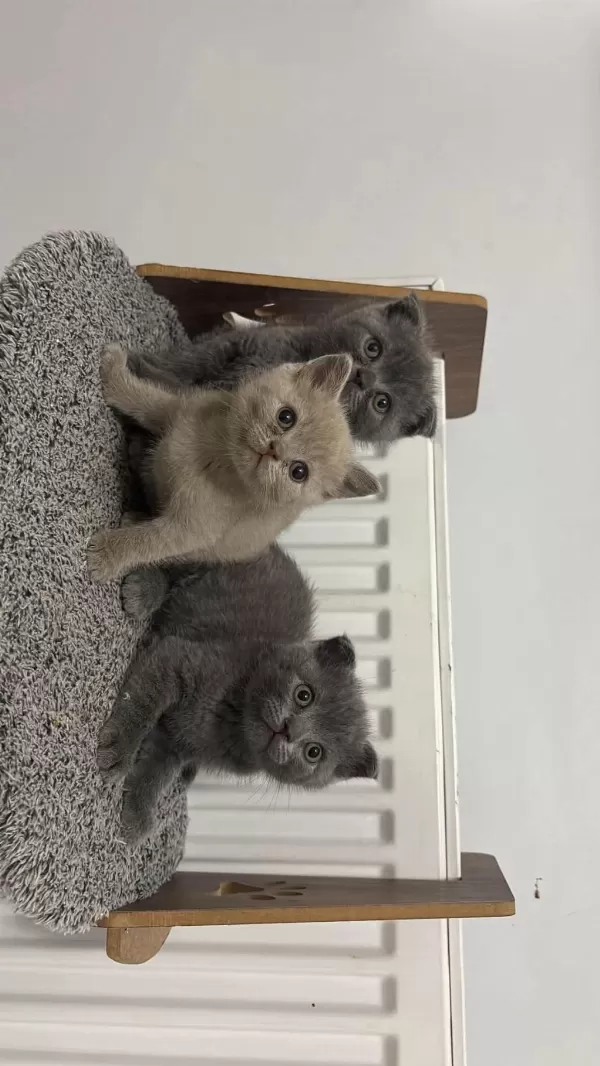 British Shorthair Blue