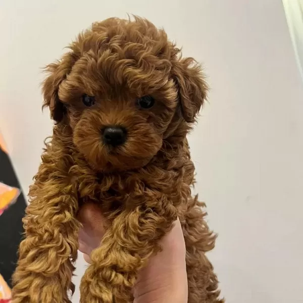 Toy Poodle Yavrulari
