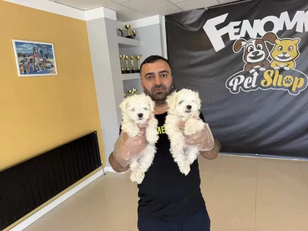 Yeni Shooowww Kalite Maltese Yavrulr Ankara Mağazamzda