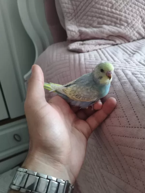 Satılık Yeni Yeme Düşmüş Muhabbet Kuşu