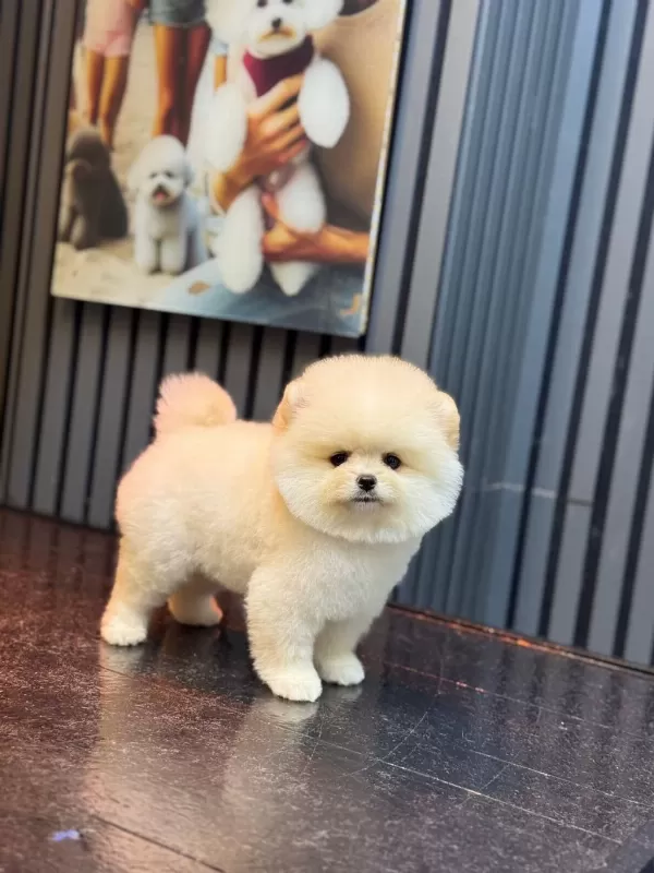 Pamuk Şekeri Pomeranian Boo