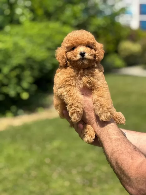 Sevimli Toy Poodle Yavrularımız
