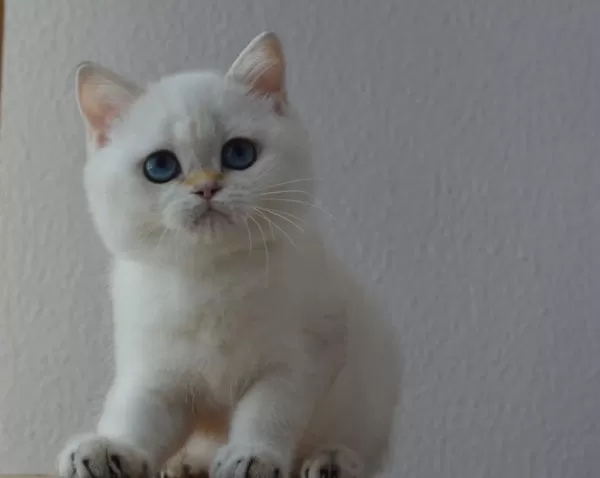 Dişi Golden British Shorthair