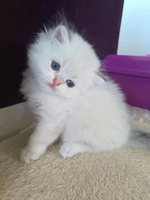 Muhteşem Güzellikte Golden Blue Point British Longhair