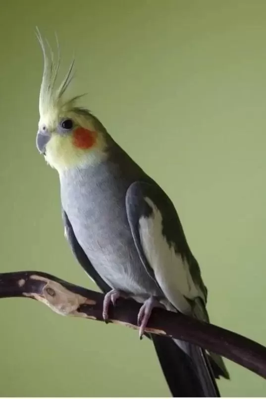 Erkek Konuşan Sultan Papağanı