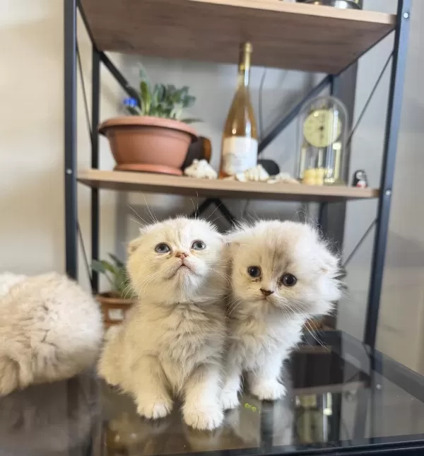 Üst Kalite Scottish Fold Bebekler