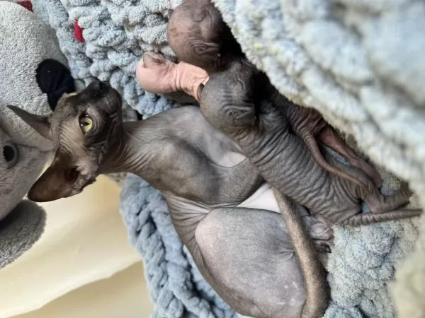 Sağlıklı 3 Baby Sphynx