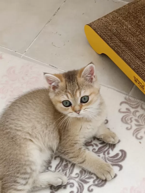 British Shorthair Ny 11 Golden