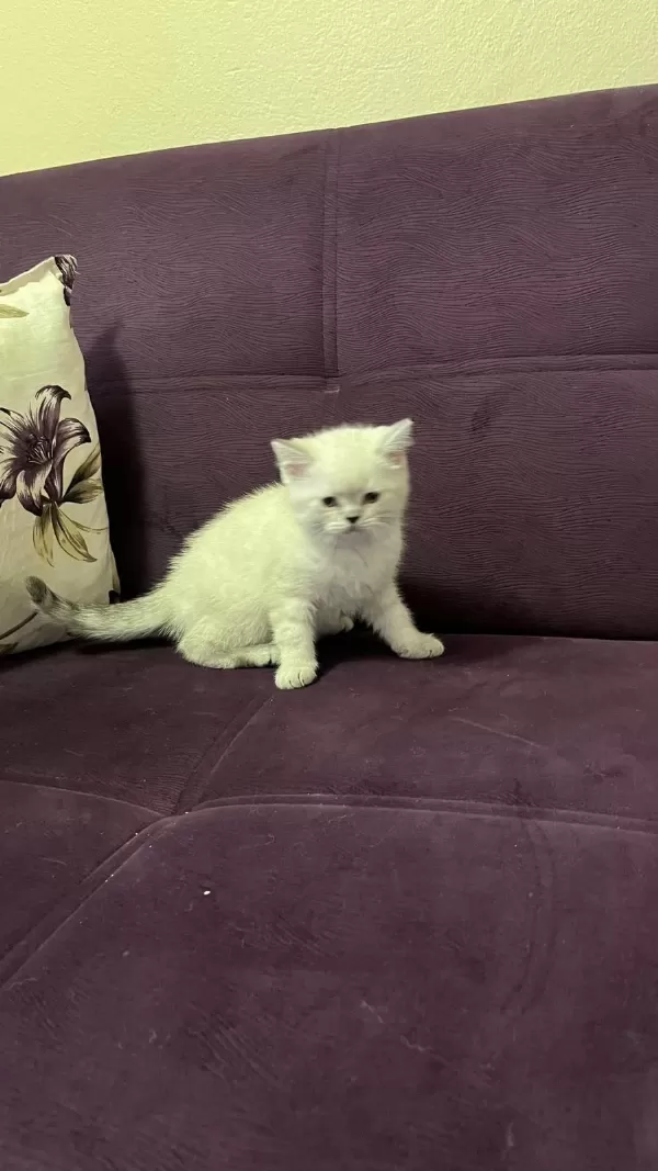 Akıllı Uysal Tatlı Beyaz Kedimiz