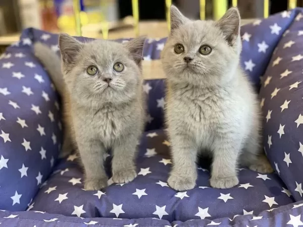 British Shorthair Yavrulari