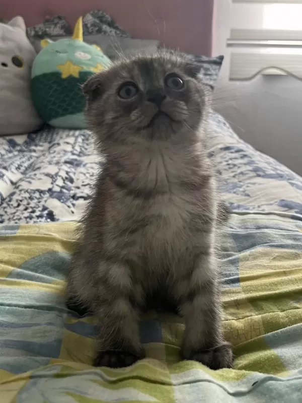 Yavru Scottish Fold Kedimiz Acil