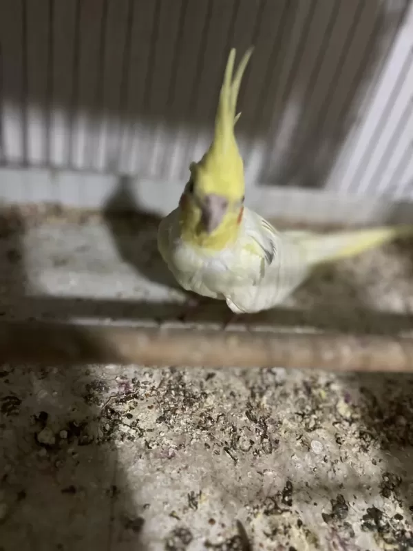 Damızlık Sultan Papağanı Lutino