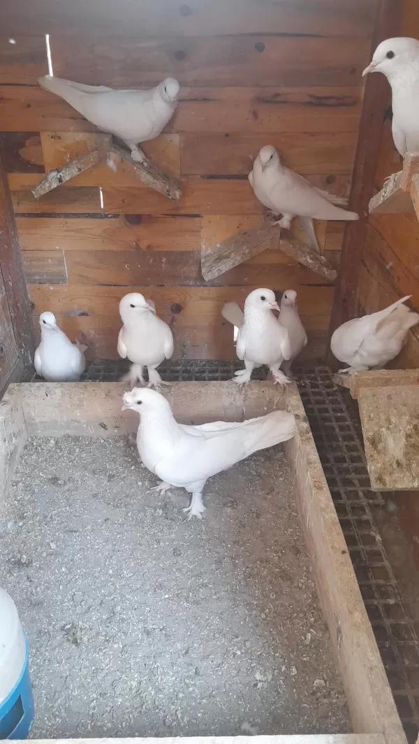 Bir Kümes Beyaz Güvercinler 81 İle Gönderim Olur