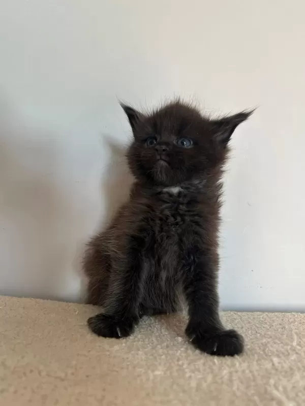 Sağlik Ve İrk Garantili Minik Maine Coon Devler