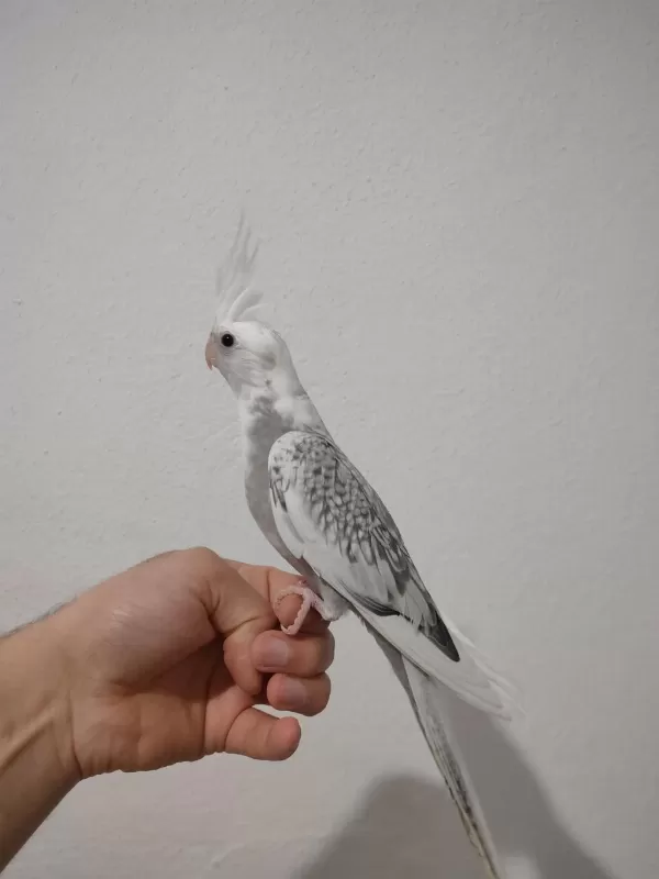 Erkek Yavru Sultan Papağanlar