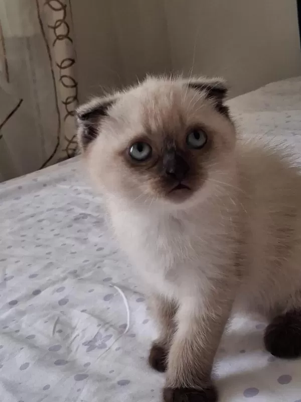 British Shorthair Yavrularımız