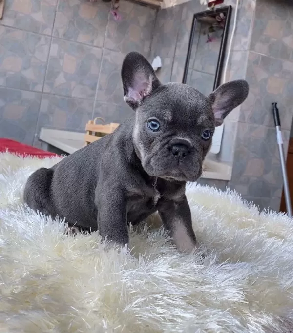 Egzotik Blue French Bulldog Yavrularim Safkan