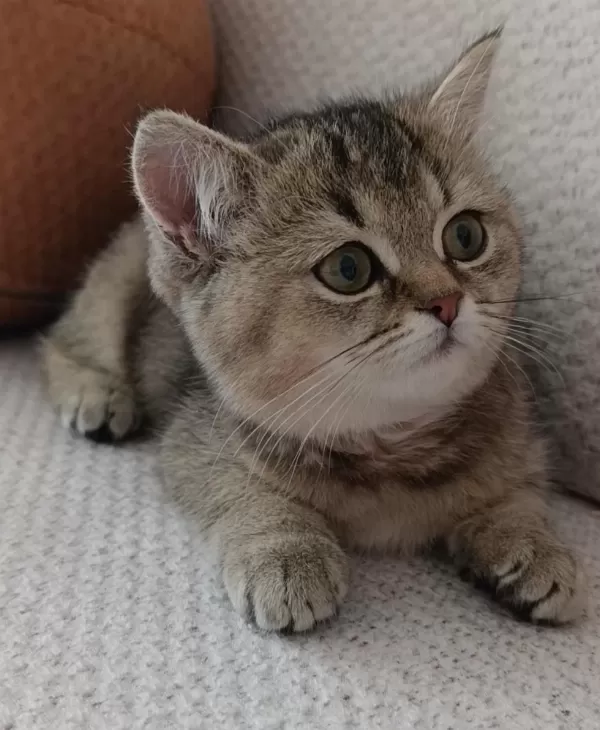 Yakışıklı Yavru British Shorthair
