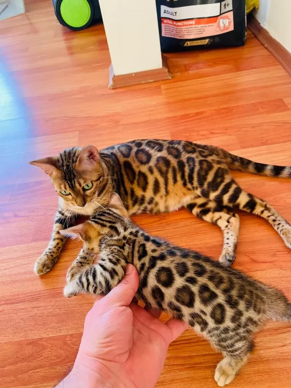 Üst Kalite Bengal Kediler