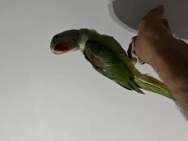 Yavru Alexander Papağanı 3 Aylık