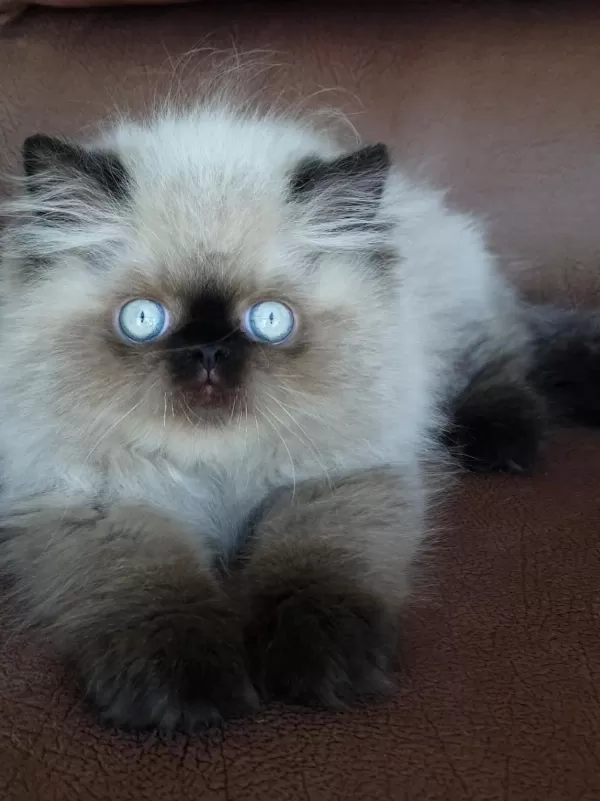 Şecere (soy) Belgeli Persian (iran) Erkek Yavru