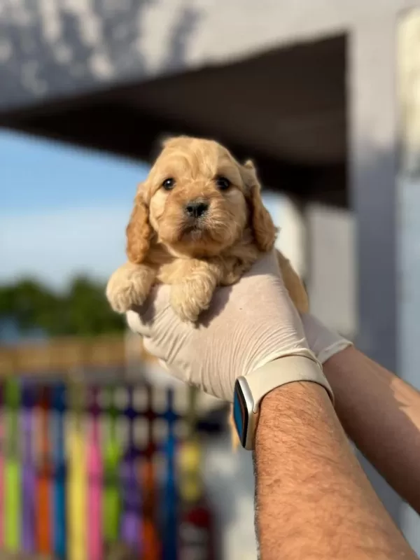 Maltipoo Yavrularımızı Canlı Görerek Alabilirsiniz