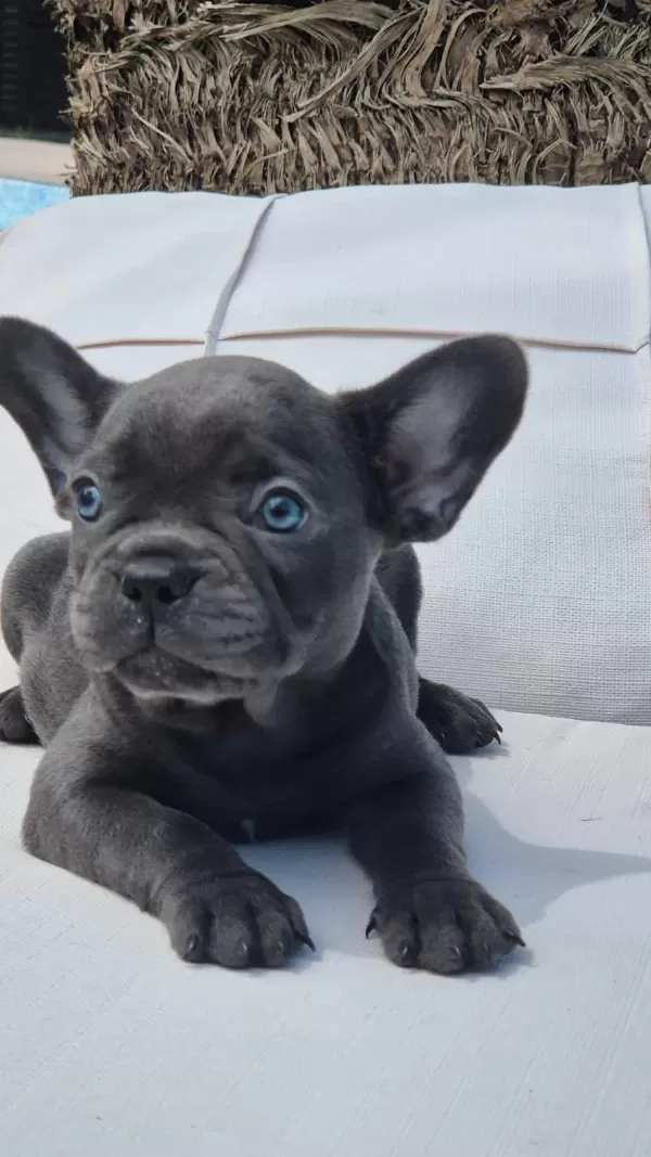 Blue French Bulldog Yavruları İstanbul