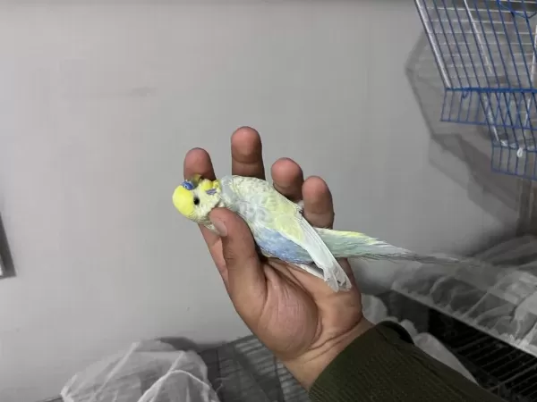 Yumurtalı Rainbow Takım Muhabbet Kuşu
