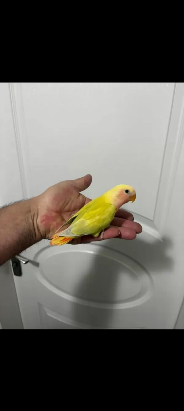 45 Günlük Alıştırmalık Sevda Papağanımız