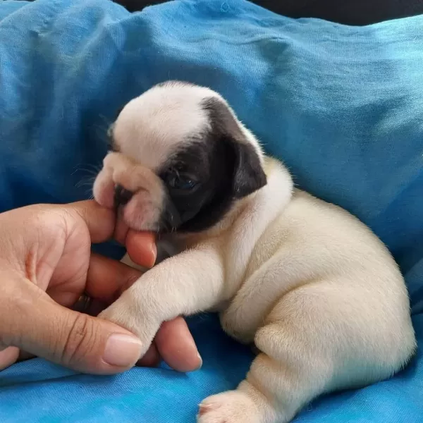 French Bulldog Yavrulari