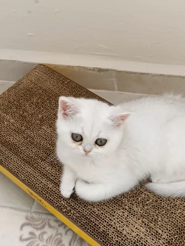 British Shorthair Beyaz