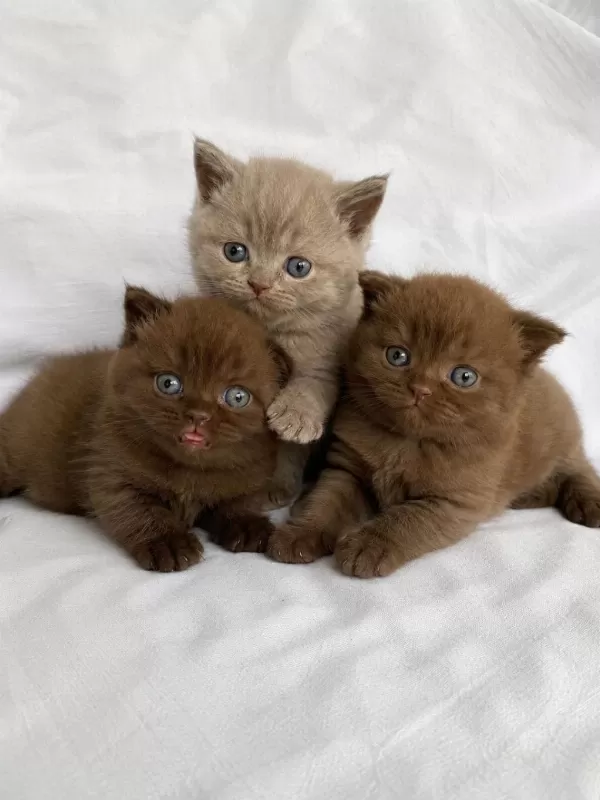 Nadir Özel Renk Chocolate British Shorthair Yavrular